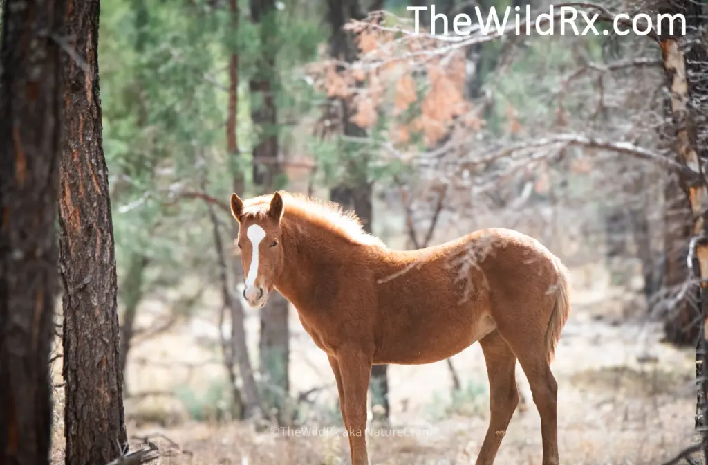 A wild horse standing among pine trees with the golden hour sun creating a backlit glow on its mane in the Arizona high country.