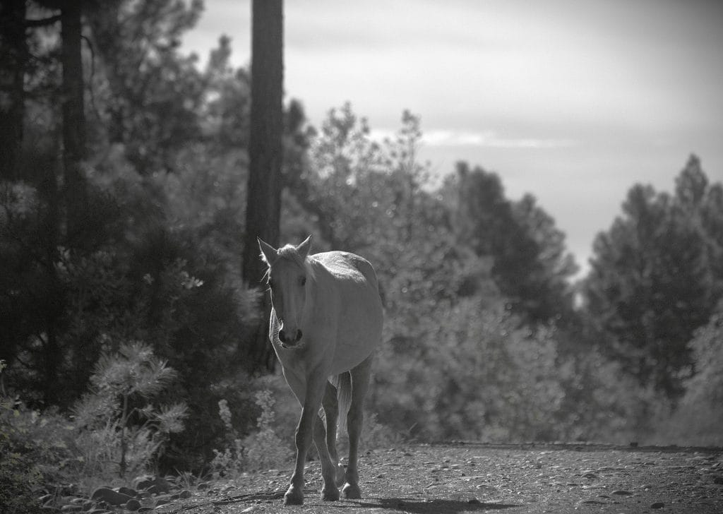 Wild horse in Arizona walking up a Forest Service road.