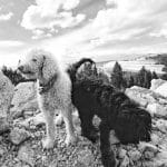 Maximus and Lady Midnight