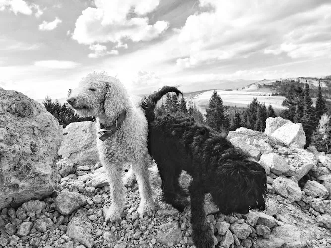Maximus and Lady Midnight