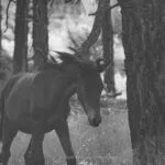 A wild horse rubbing against a Ponderosa pine tree branch in the Apache-Sitgreaves National Forest near Heber, Arizona.