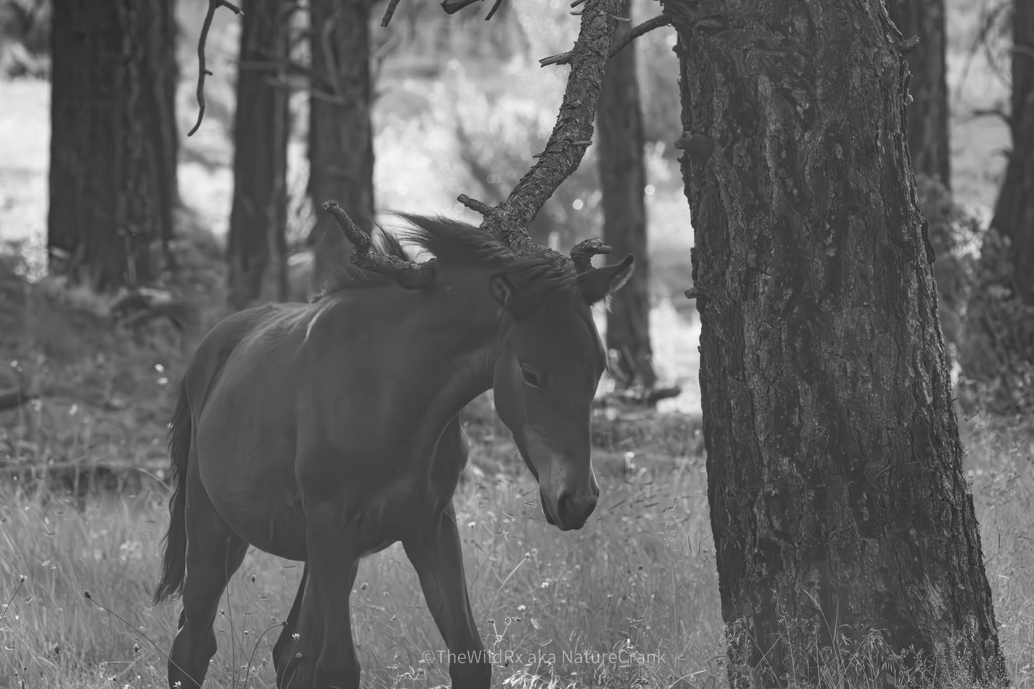 A wild horse rubbing against a Ponderosa pine tree branch in the Apache-Sitgreaves National Forest near Heber, Arizona.