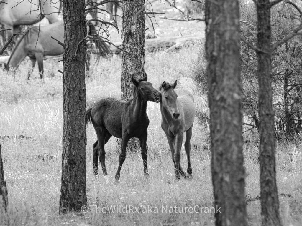 Young, wild foals playing in the forest.