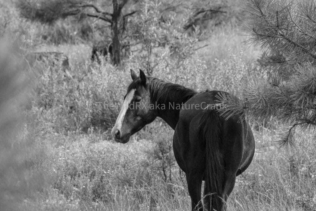 Saddle up. We ride at noon.