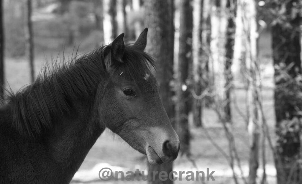 Young wild horse.