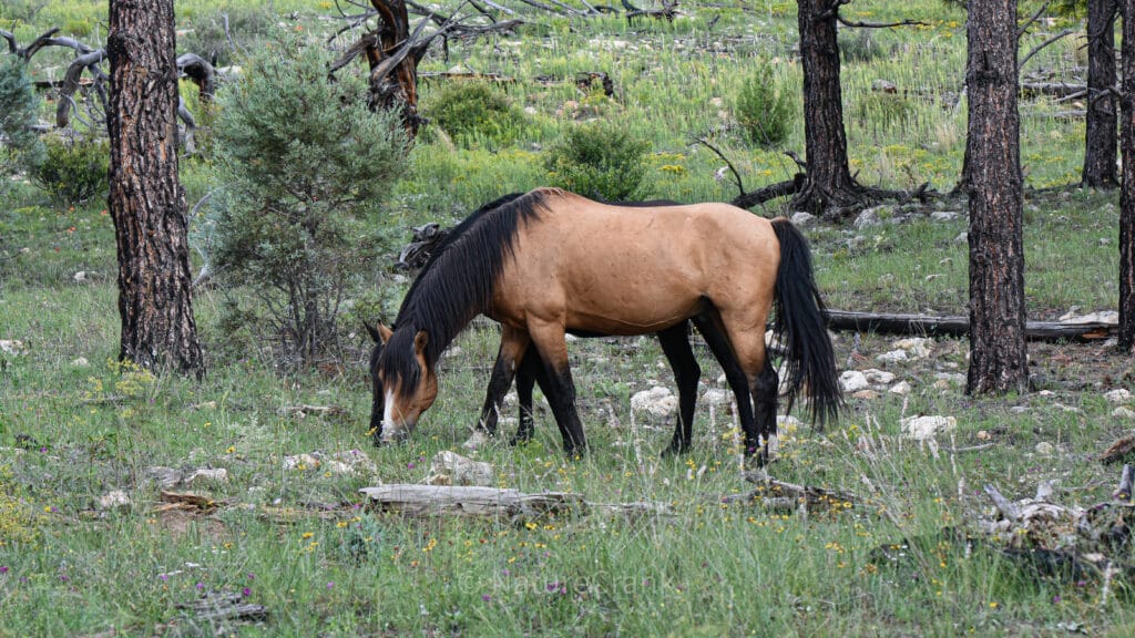 Side by side #WildHorses