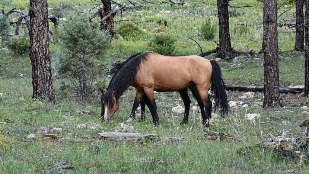 Side by side #WildHorses