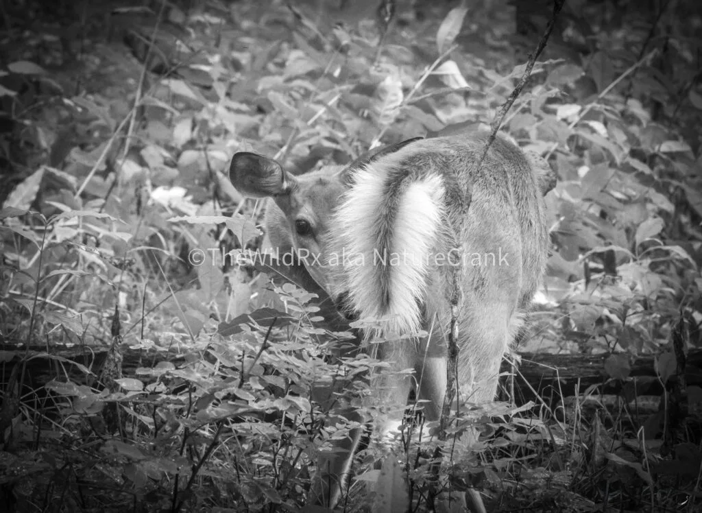 I'll just hide behind my tail.