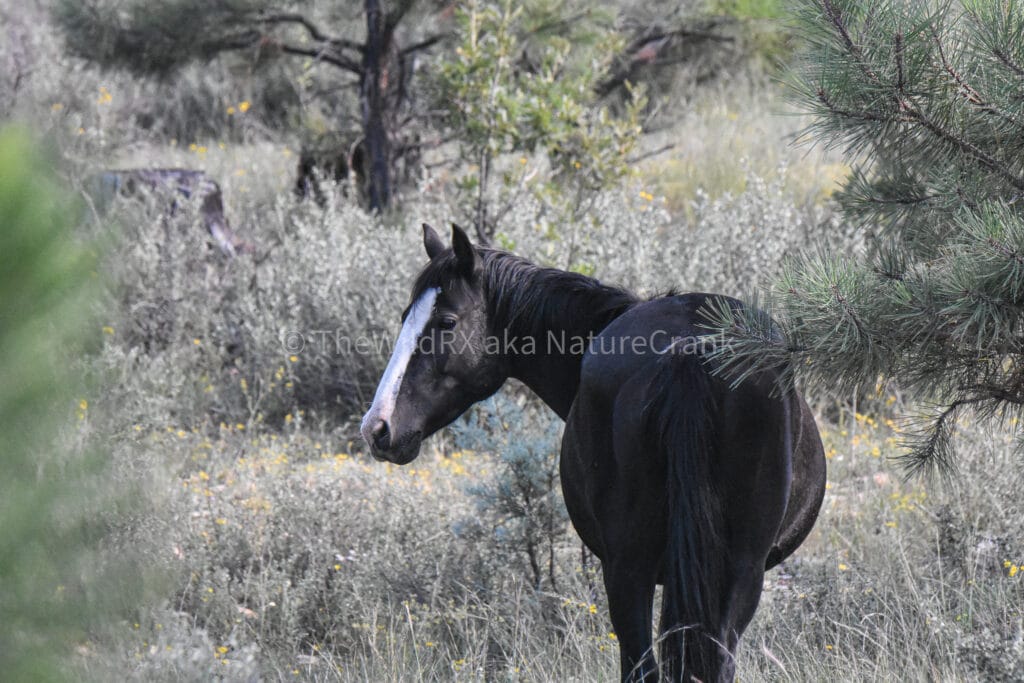 Saddle up. We ride at noon.