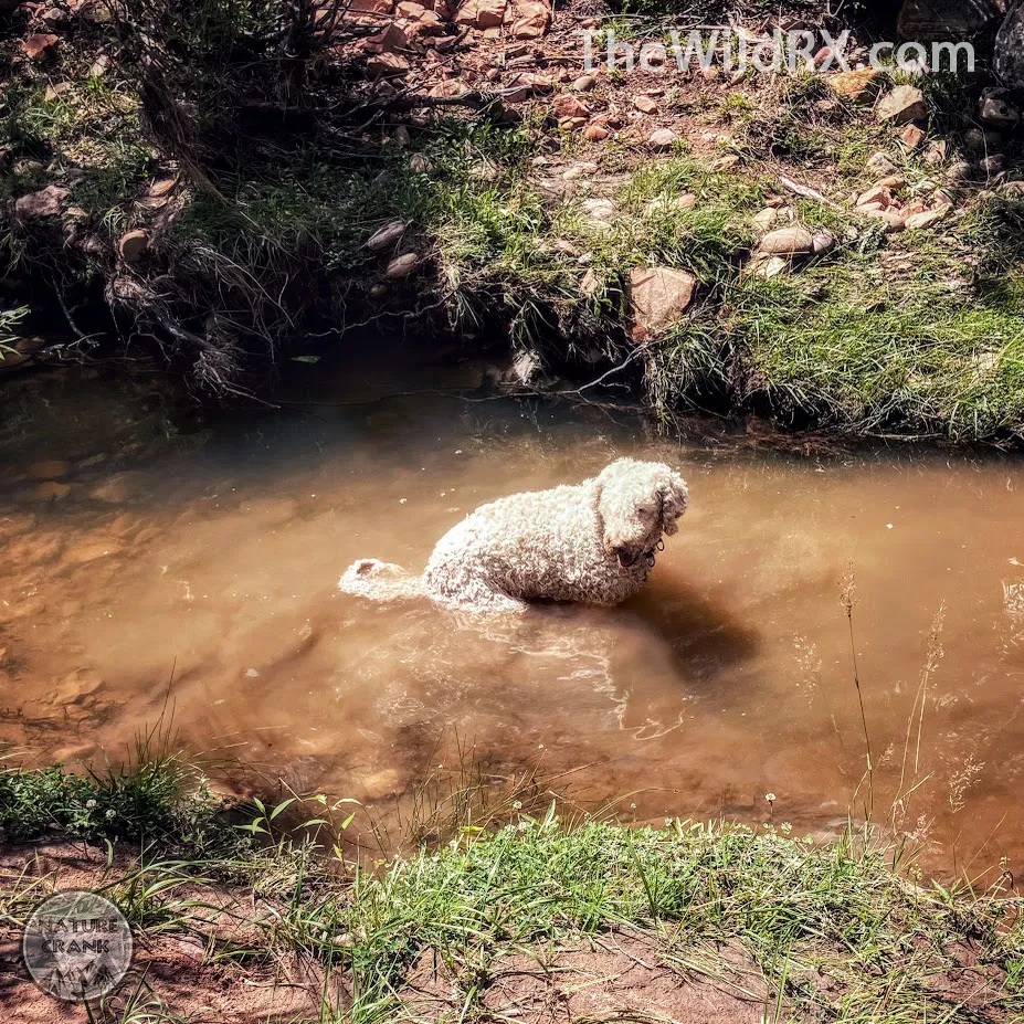 Maximus pooping in the stream