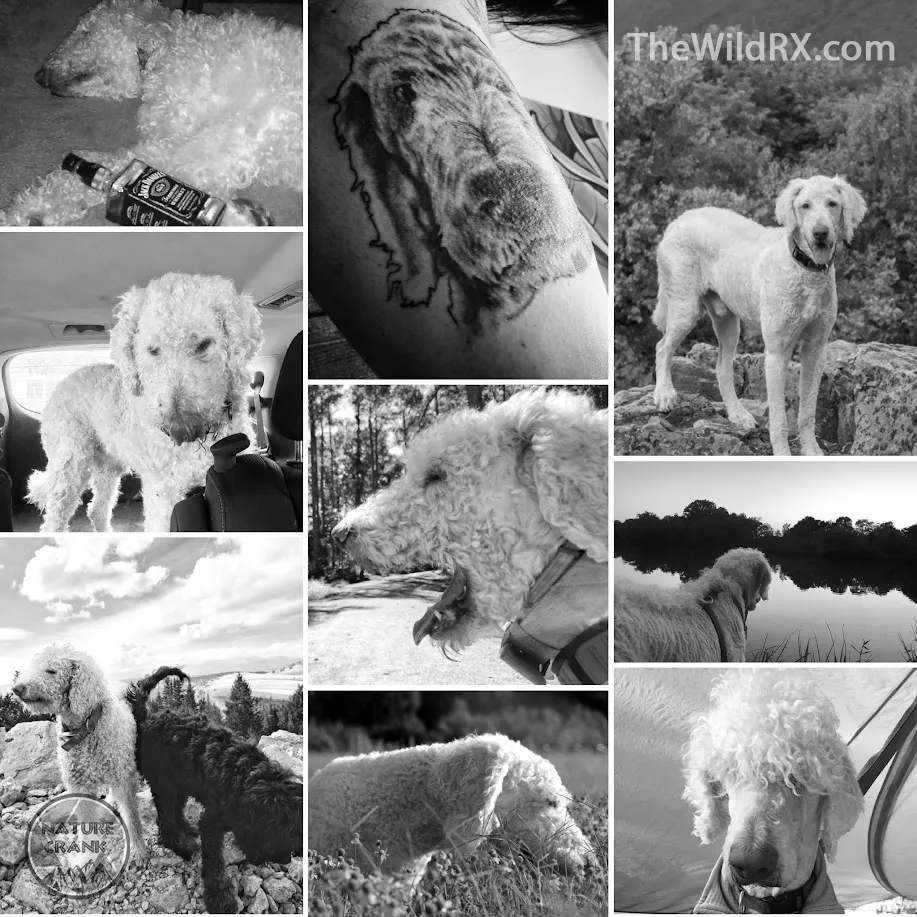 Collage of Maximus