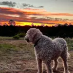 Maximus enjoying a sunset