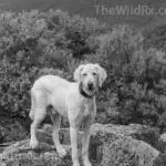 Maximus the Labradoodle posing for a photo on the rocky summit of Blackrock Mountain, Appalachian Trail.