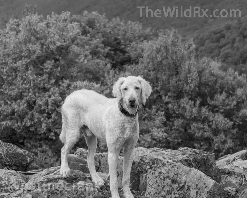 Maximus the Labradoodle posing for a photo on the rocky summit of Blackrock Mountain, Appalachian Trail.