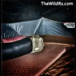 A domestic cat named Blaze lounging in the corner of a camping tent on top of a sleeping bag.