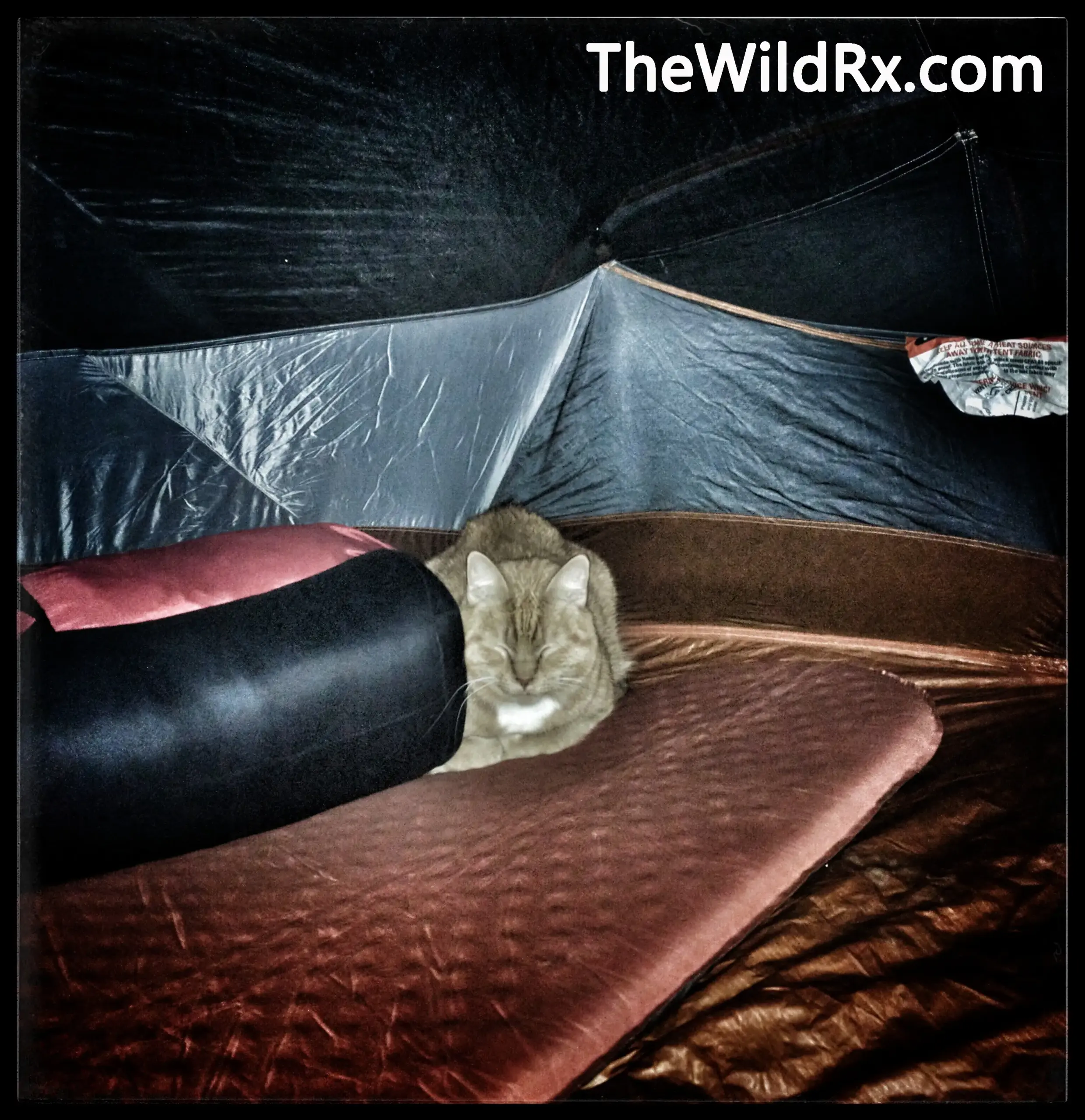 A domestic cat named Blaze lounging in the corner of a camping tent on top of a sleeping bag.