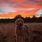 Do dogs or pets go to heaven?