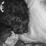 A dog named Lady Midnight sleeping on the author's head, illustrating a moment of companionship and simple love during a lonely time.