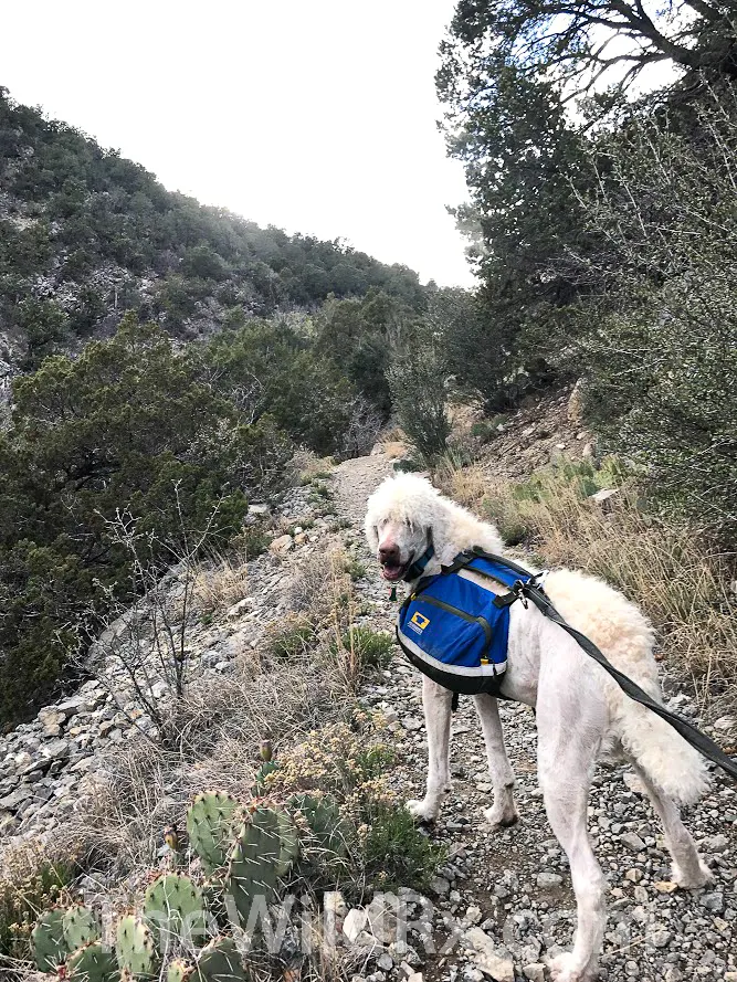 Hiking with dogs