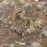 How to deal with snakes off grid RV living