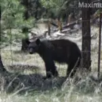 A yearling black bear standing near a forest campsite, illustrating a common nuisance bear encounter.