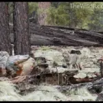 How to handle coyotes and wolves living off-grid or RVing