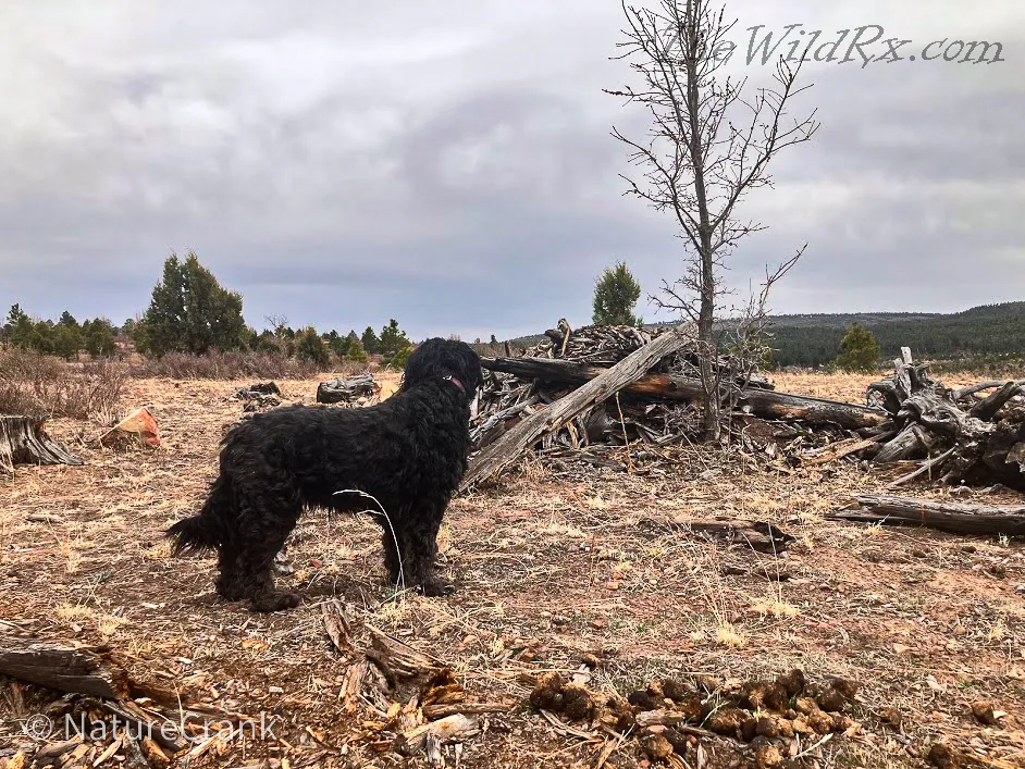 Lady Midnight, a dog, looking out over a barren mountainside in Northern Arizona that was cleared by a wildfire, showing the dusty terrain of off-grid life.