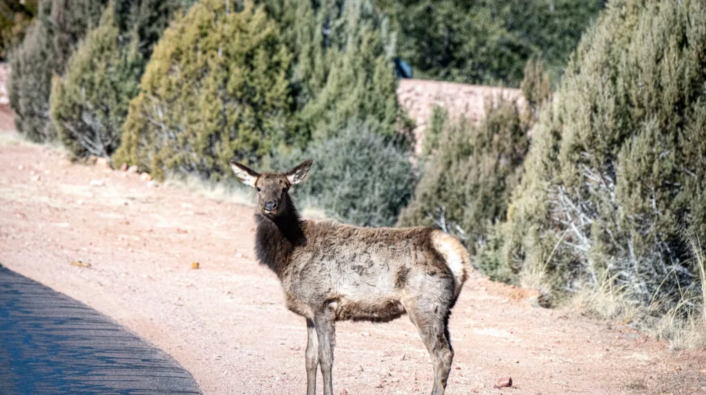 When you don't see them in the country ... city elk.