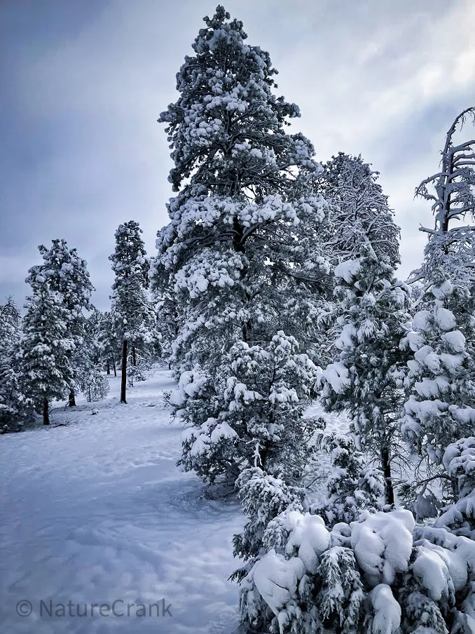 A vertical portrait shot of a snow-covered forest during a winter storm, capturing the quiet isolation of off-grid living.