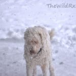 Properly layer for winter backpacking