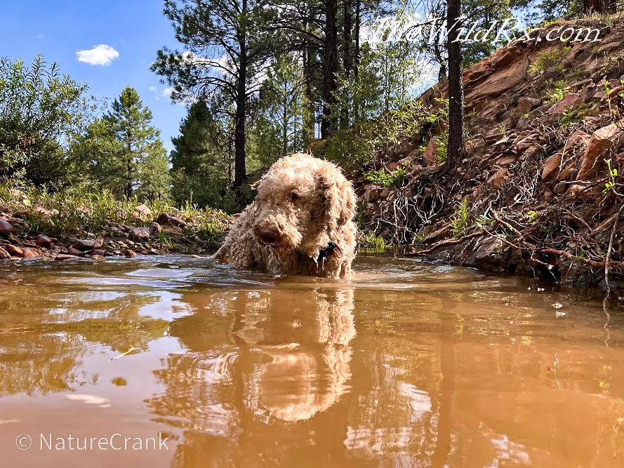 A dog named Maximus enjoying a splash in a muddy stream while living off-grid, illustrating the challenge of keeping pets clean in the wild.