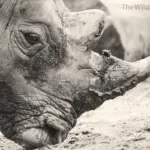 Black and white photography of a rhinoceros emphasizing skin texture, tonal contrast, and dramatic lighting.