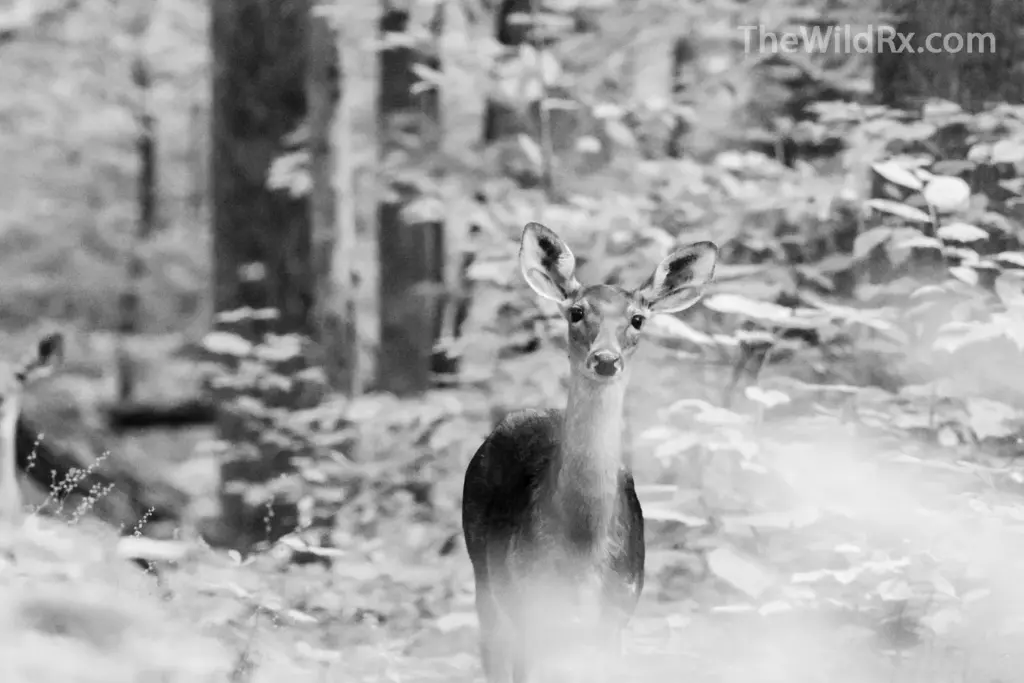 A deer captured on a foggy morning along the Appalachian Trail, converted to black and white to enhance the dramatic, misty mood.