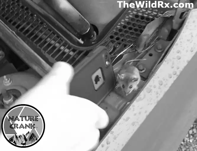 A small gray mouse sitting on the red frame of a car engine bay near the windshield wipers, illustrating rodent intrusion in vehicles.