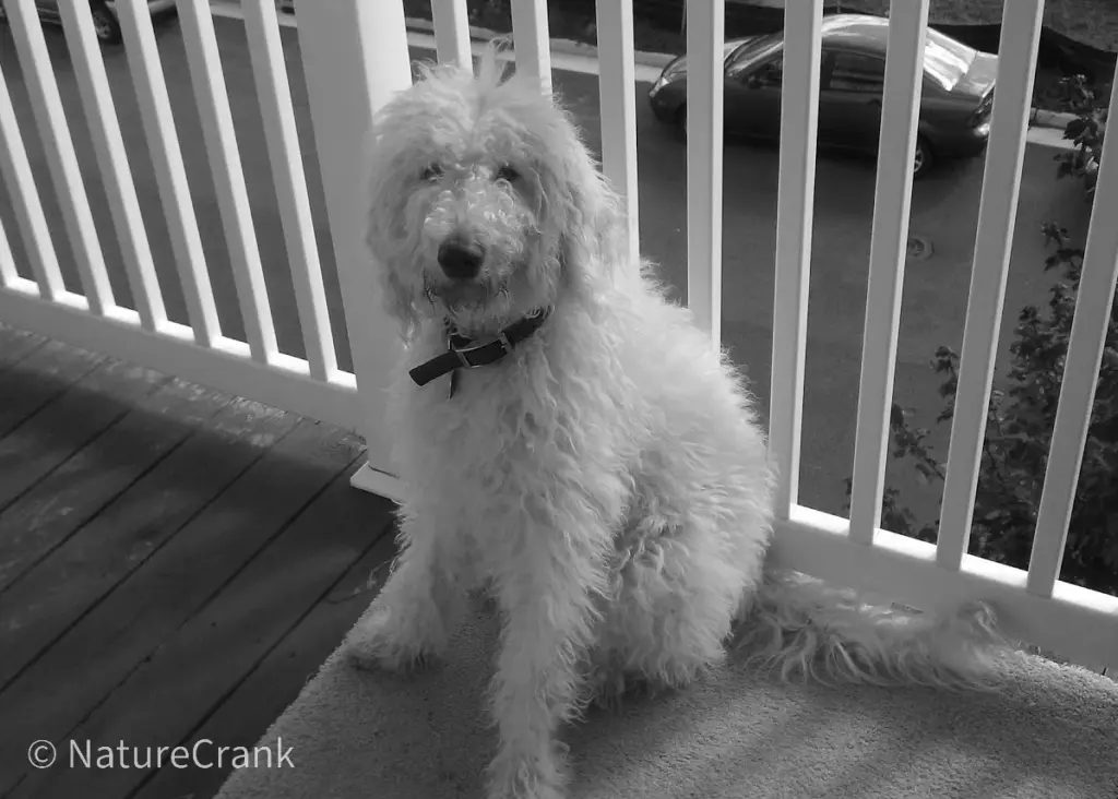 Maximus as a puppy in 2010
