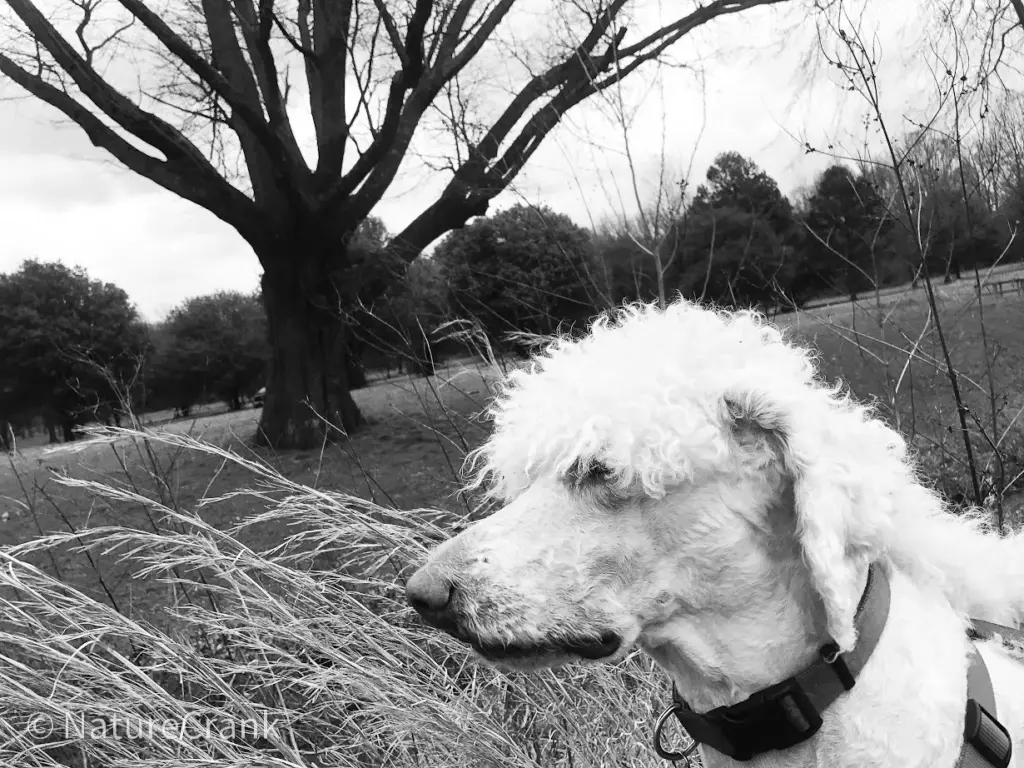 Maximus at the park