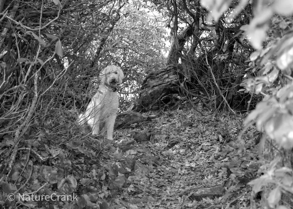 Maximus on the appalachian trail in 2014