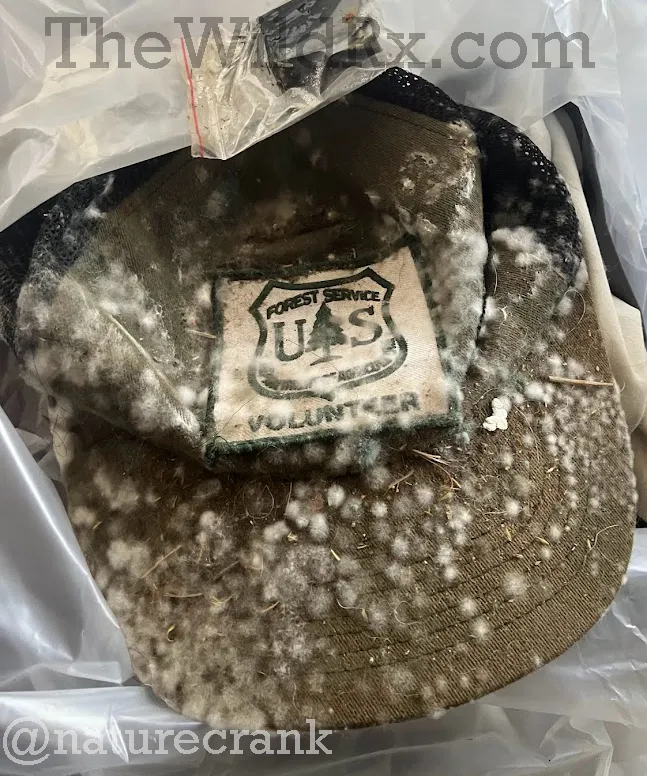 A green U.S. Forest Service volunteer hat covered in white and gray mold spots due to high humidity and poor ventilation.