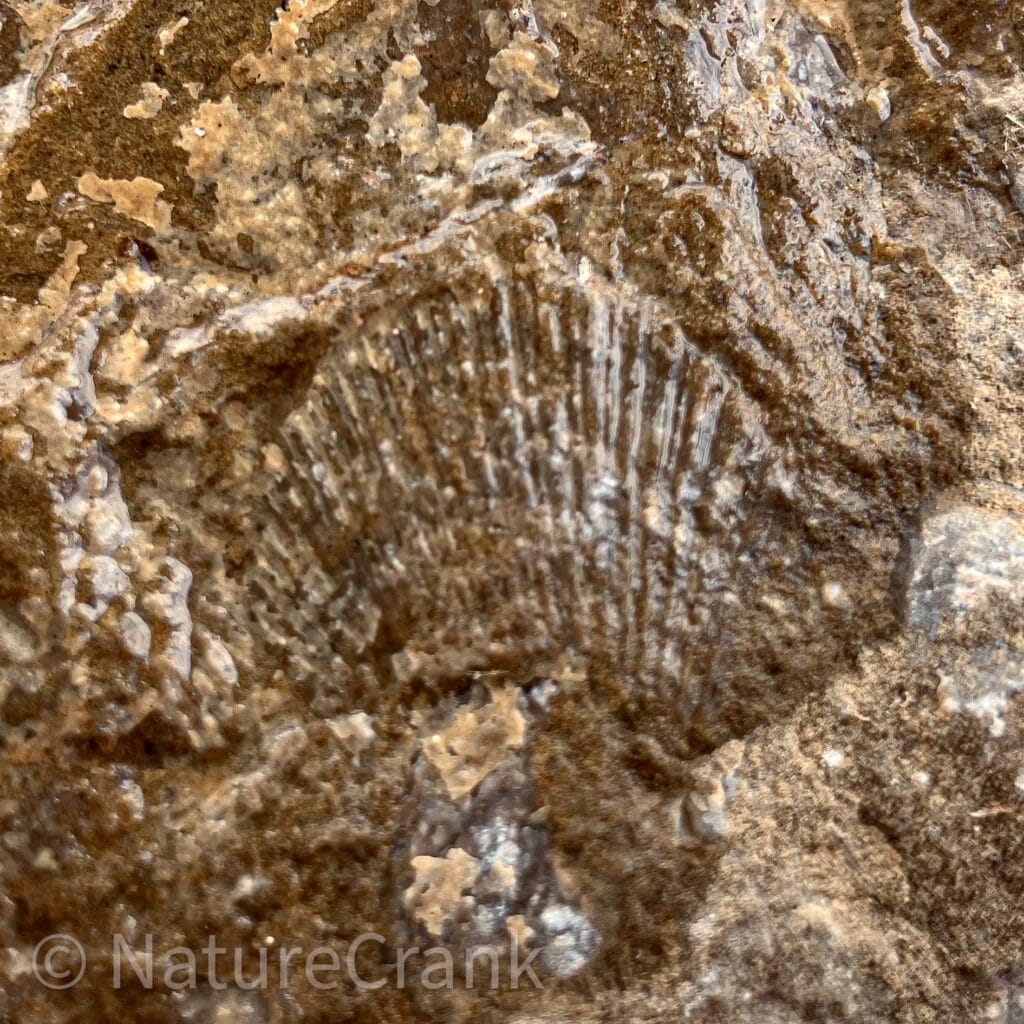 A photograph of a genuine biological fossil embedded in a rock fragment found near the Blackfoot Reservoir, showing distinct organic cellular structures.