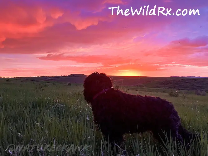 A dog named Lady Midnight silhouetted against a vibrant, colorful sunset over the water at Blackfoot Reservoir in Idaho.