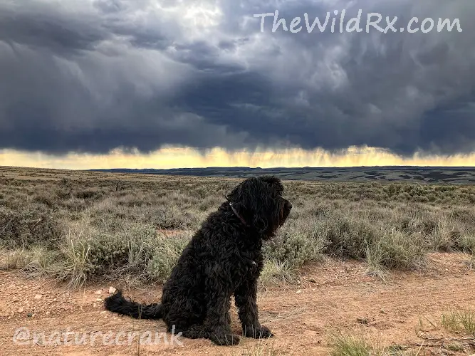 A dog named Lady Midnight standing in the desert landscape with dark, dramatic storm clouds in the background near Panguitch, Utah.