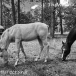 Wild horses grazing in the Arizona desert next to a white converted cargo trailer RV.