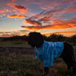 Lady Midnight wearing a LegaSea Aquarium and The Reptarium blue tie-dye shirt to support Brian Barczyk's legacy.