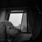 A large dog named Maximus looking out the bedroom window of a Class A motorhome at the desert landscape.