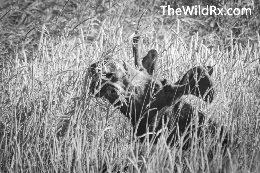 Young bull moose rustling in the grass