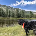 Lady Midnight, a dog looking out at the mountains in Yellowstone National Park, showcasing companionship and pet travel during RV life.