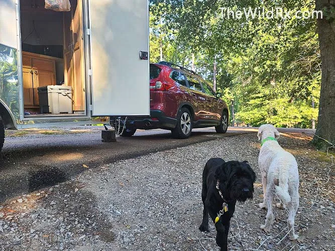 Two dogs sitting in front of a 12x6 white custom-built cargo trailer RV conversion in a natural outdoor setting.