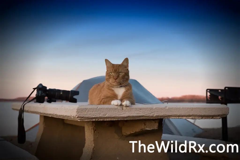 How to camp with cats