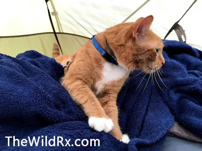 A cat camping in a tent climbing on its owner as he is laying down