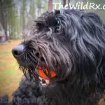 What I wished I knew about living full time RV off grid living